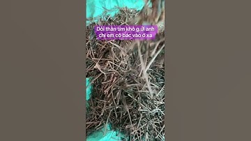 Các bác ai cần cây dòi tím khô hàng chất lượng thì alo e nhé 969.153.38 #caythuocdoi #caythuocdoitim