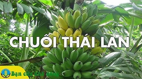 Làm Giàu Từ Mô Hình Trồng và Chăm Sóc CHUỐI THÁI LAN Theo Công Nghệ Mới
