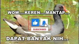 SUARA PIKAT BURUNG MANDAR/PELAN/DER/ALISAN/SIBANG/MOORHENS BIRD/DUSKY/COMMON MOORHENS/GALLINULA