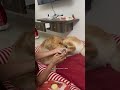 Damio Gurrrrrrrr Moment Dogshorts Goldenretriever Funny Pets