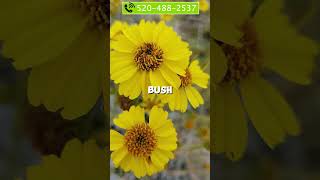 10 Drought Tolerant Desert Plants Arizona Edible Plants, Cactus & Trees