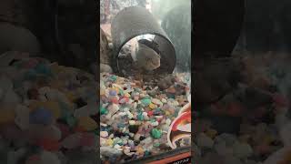 Pelvicachromis kribensis Цихлида-попугай #fishtank #fish #aquarium #music #audio #love #reeflife
