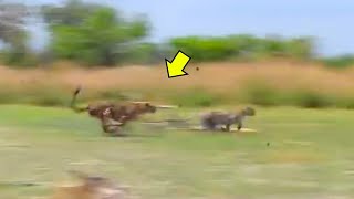 Unbelievable! Cheetah CHASES leopard away