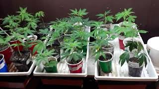 INDOOR GROW - FLIPPED TO FLOWER