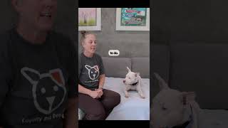 How To Get Your Dog Off The Couch