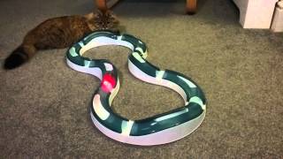 Siberian kitten plays with Catit play circuit by Melanie Ratha 239 views 9 years ago 1 minute, 44 seconds