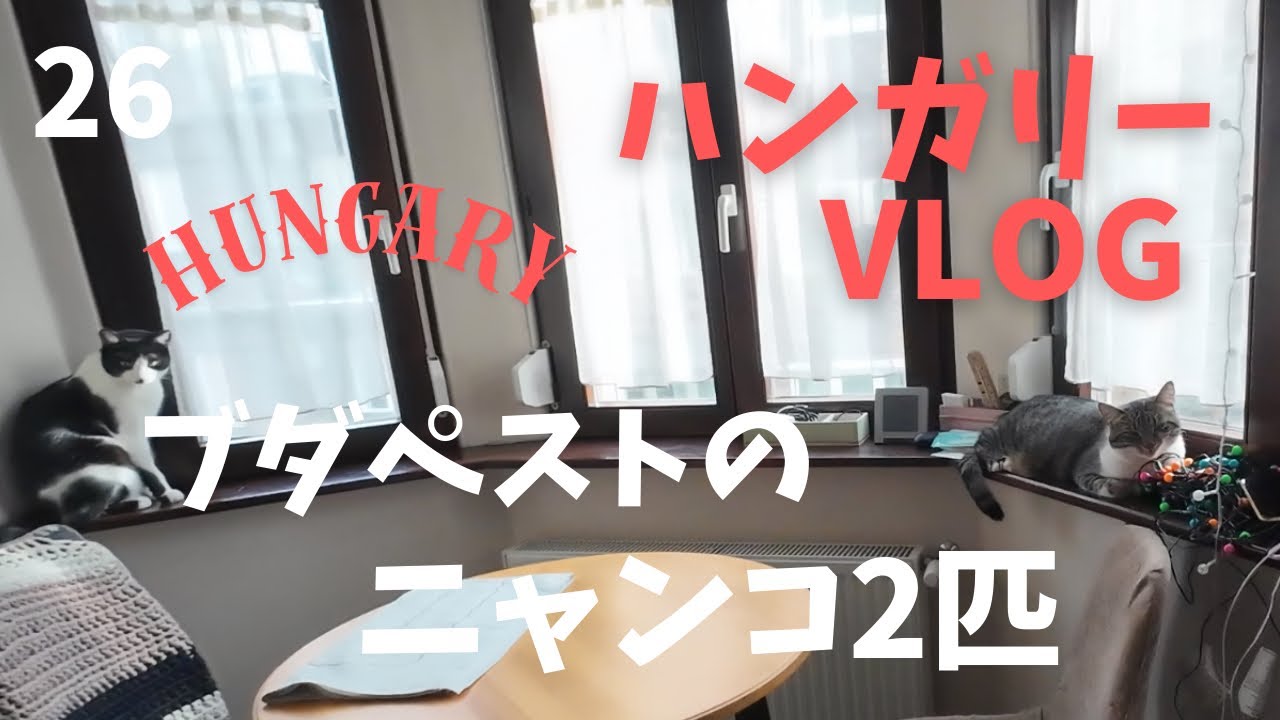 ブダペストに住むニャンコ兄弟