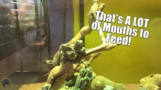 Reasons Why You Might Not Want To Breed Bearded Dragons