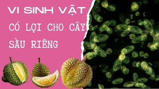 VI SINH VẬT CÓ LỢI CHO CÂY SẦU RIÊNG VÀ CÁCH TĂNG LƯỢNG VI SINH VẬT CÓ LỢI TRONG ĐẤT