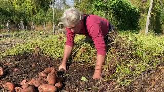 Back to Eden Garden Sweet Potato Harvesting Tips