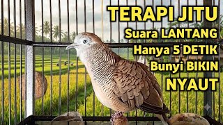 Perkutut Lokal Gacor Suara Super Kristal - Pancingan Malas Bunyi  (99%AMPUH BANGET)