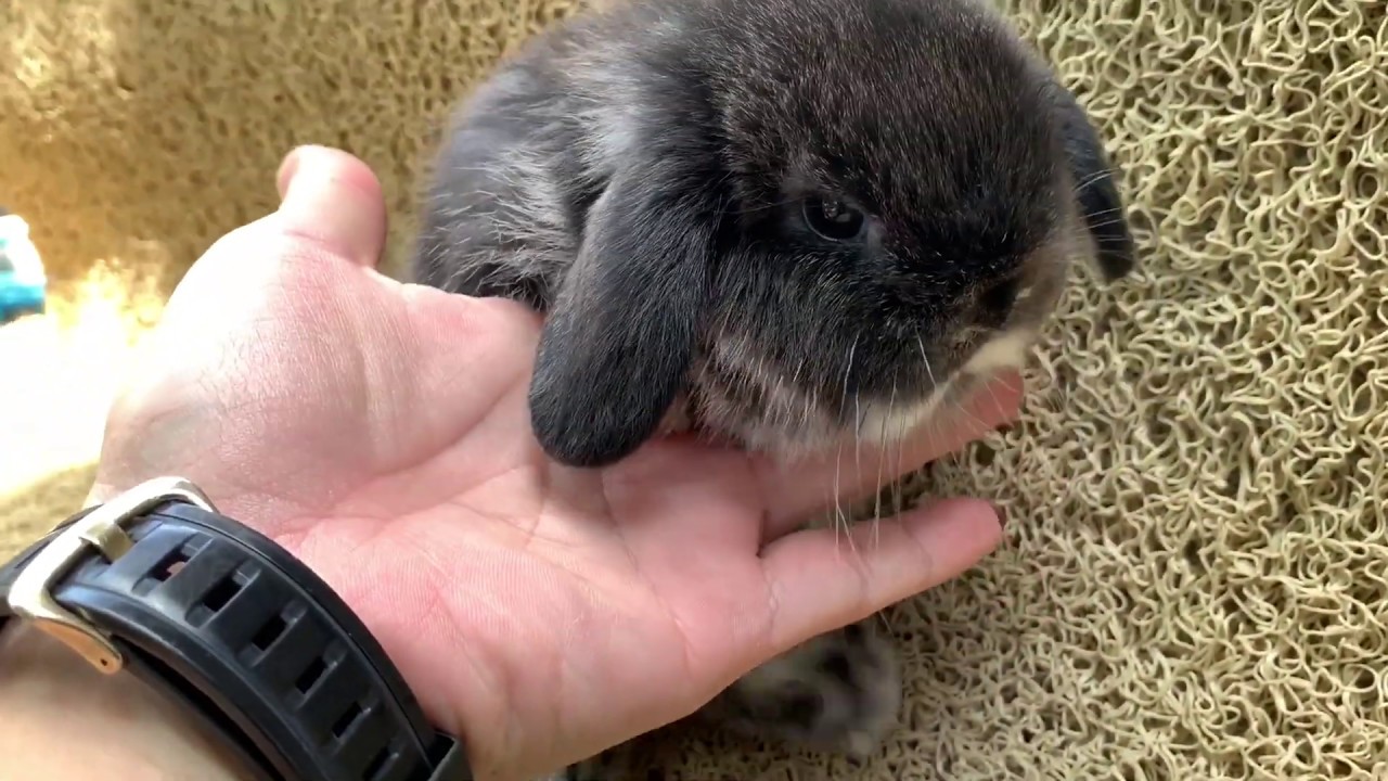 holland lop black