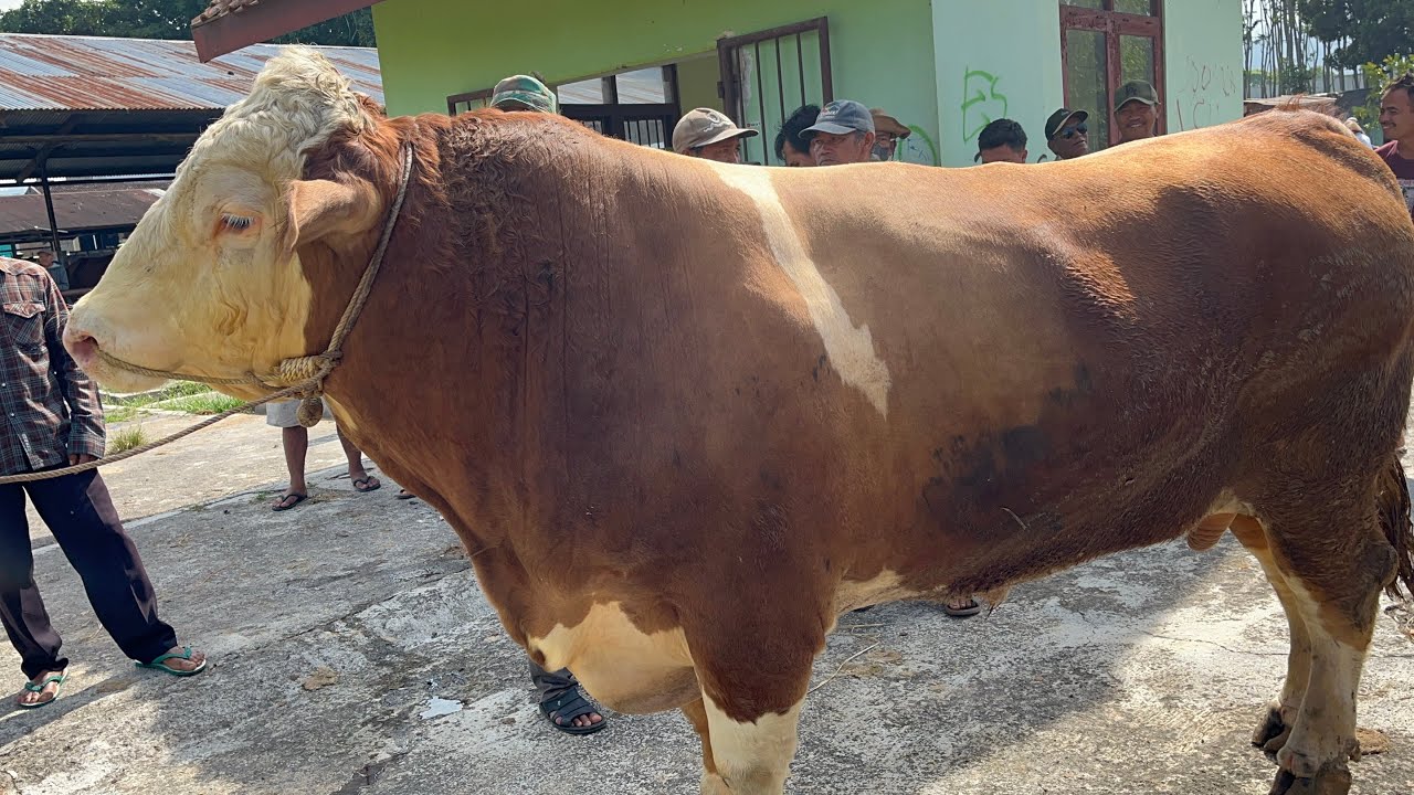 SAPI TERJUMBO DI PASAR GRABAG SAAT INI🔥🔥🔥🔥 - YouTube