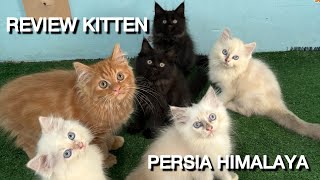 Review anak kucing persia dan himalaya usia 2.5 bulan, tempat adopsi kucing jakarta selatan by Oco Nugroho 415 views 10 days ago 5 minutes, 36 seconds