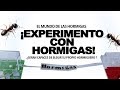 EXPERIMENTO CON HORMIGAS. ¿ Serán capaces de elegir su hormiguero ?