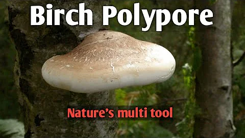 Are Polypores edible?