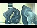 Shabani シャバーニ Gorilla family is energetic. ゴリラの家族は元気です キヨマサ、アニー、アイ、ネネ Kiyomasa Nene Ai Annie - #166