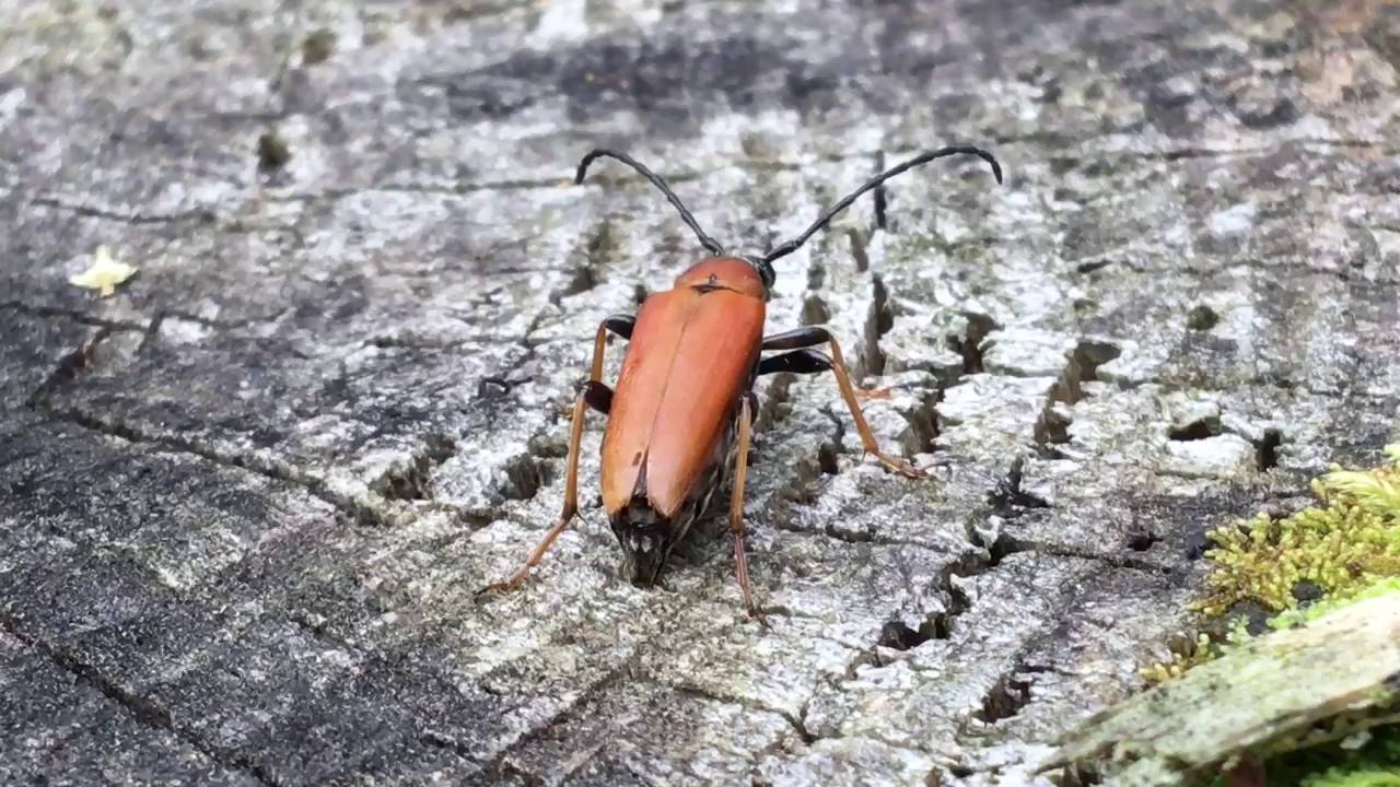 Gulröd Blombock (Stictoleptura Rubra)