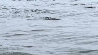 Baby humpback whale swims with dolphins way too cool. Maybe better than a #yorkie video lol