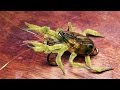 Pancora crab from patagonia fly tying instructions by Ruben Martin