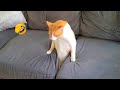 これらの愉快な動物たちは、嫌な日を元気にしてくれます！😆