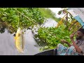 Hook fishing  rainy day fishing in village  of bangladesh  amazing fishing with nature