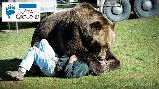 1,000lb Grizzly Bear on Man!