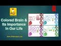 How colored brain plays an important role in your life  ahsen qazi