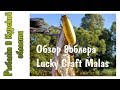 Обзор воблера Lucky Craft Malas. Дражню щучек