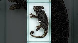 How Skeletons Get So Clean