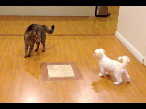 MEAN KITTY vs CUTE PUPPY