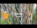 Sugarcane in hawaii with papayaman