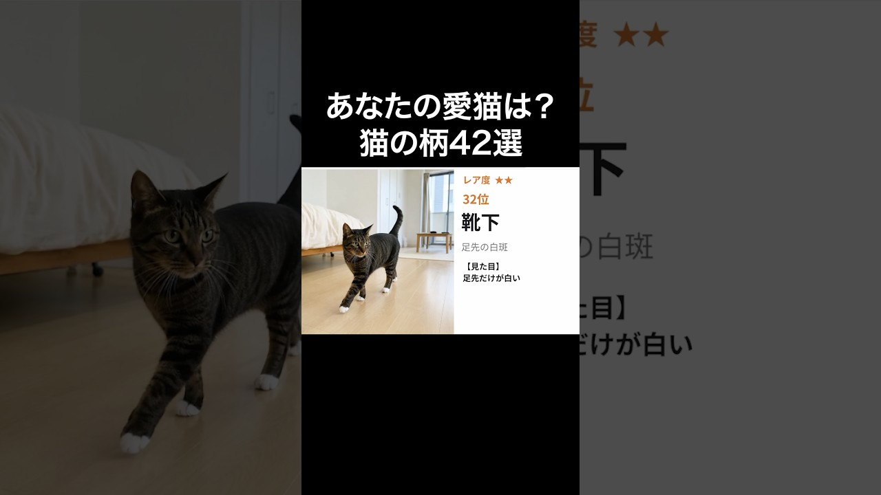 ↓詳細は上の▶︎をタップ👇️【あなたの猫は何位?】猫の柄42選を獣医師が解説します