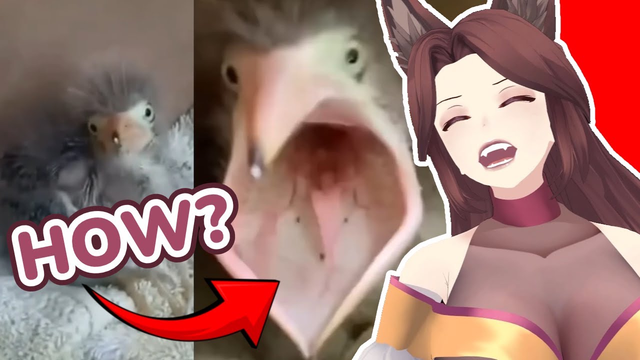 Memes I Could Not Believe