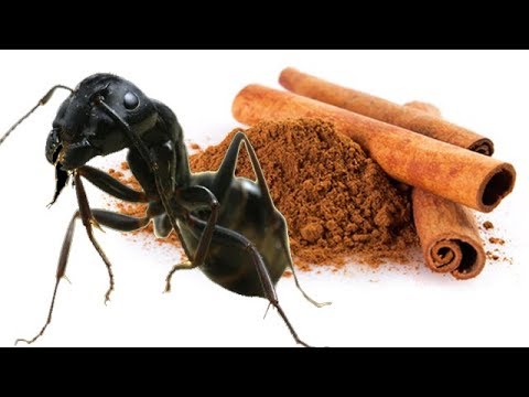 Karınca Yuvasına Tarçın Döktük Bakın Neler Oldu?