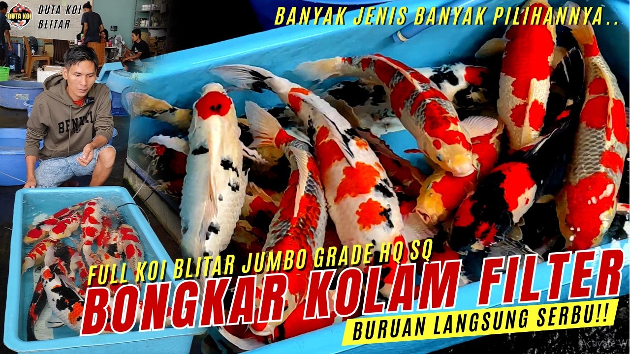 SUPER SUPER!! BONGKAR KOLAM FILTER FULL KOI JUMBO GRADE HQ SQ BOSKU!! BURUAN MERAPAT!!