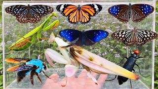 Amazing Bug Hunting & Catching Beautiful Insects: Orchid Mantis, Butterflies & More