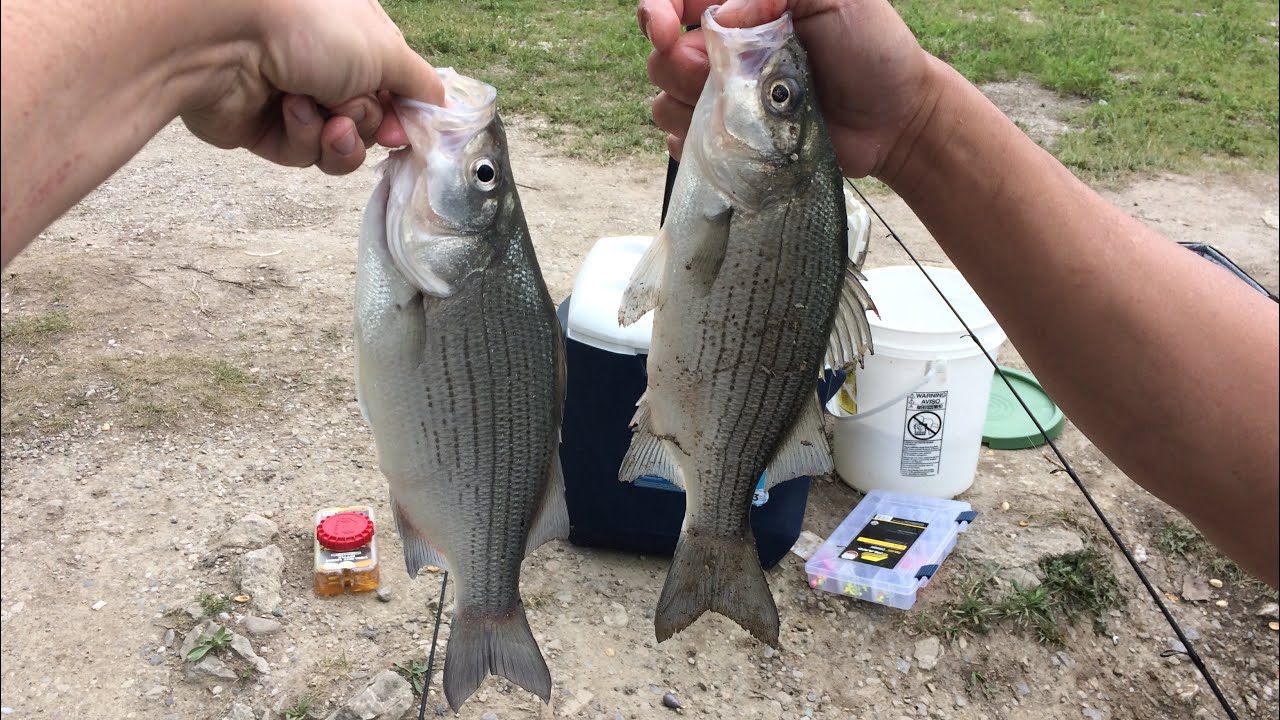 Detroit River Silver Bass Run 2018 YouTube