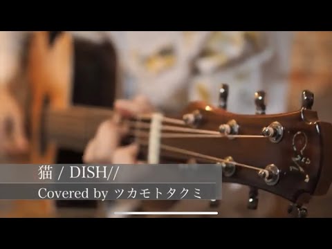 猫 - DISH//（ツカモトタクミ弾き語りcover) 歌詞付き