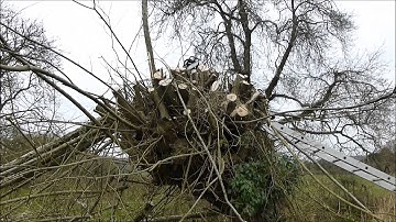 Pollarding a willow tree.Part 2