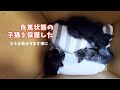 【危篤の子猫】駆けつけてみたら危篤状態だった