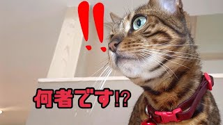 エアコン掃除に来たダス○ンさんに焦りまくるベル様