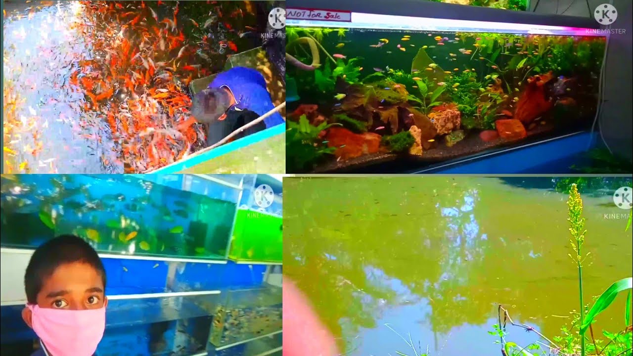 THE BIG ARAPIMMA AND KOII CARP (KEZHILAM FISH FARM PERUMBAVOOR) YouTube