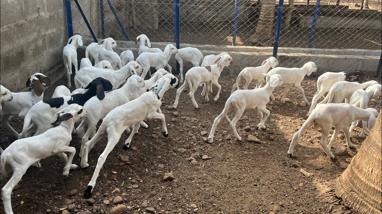 Mise bas groupée à la ferme syefarm