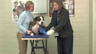 Veterinary Procedure  Proper Procedure for Bandaging