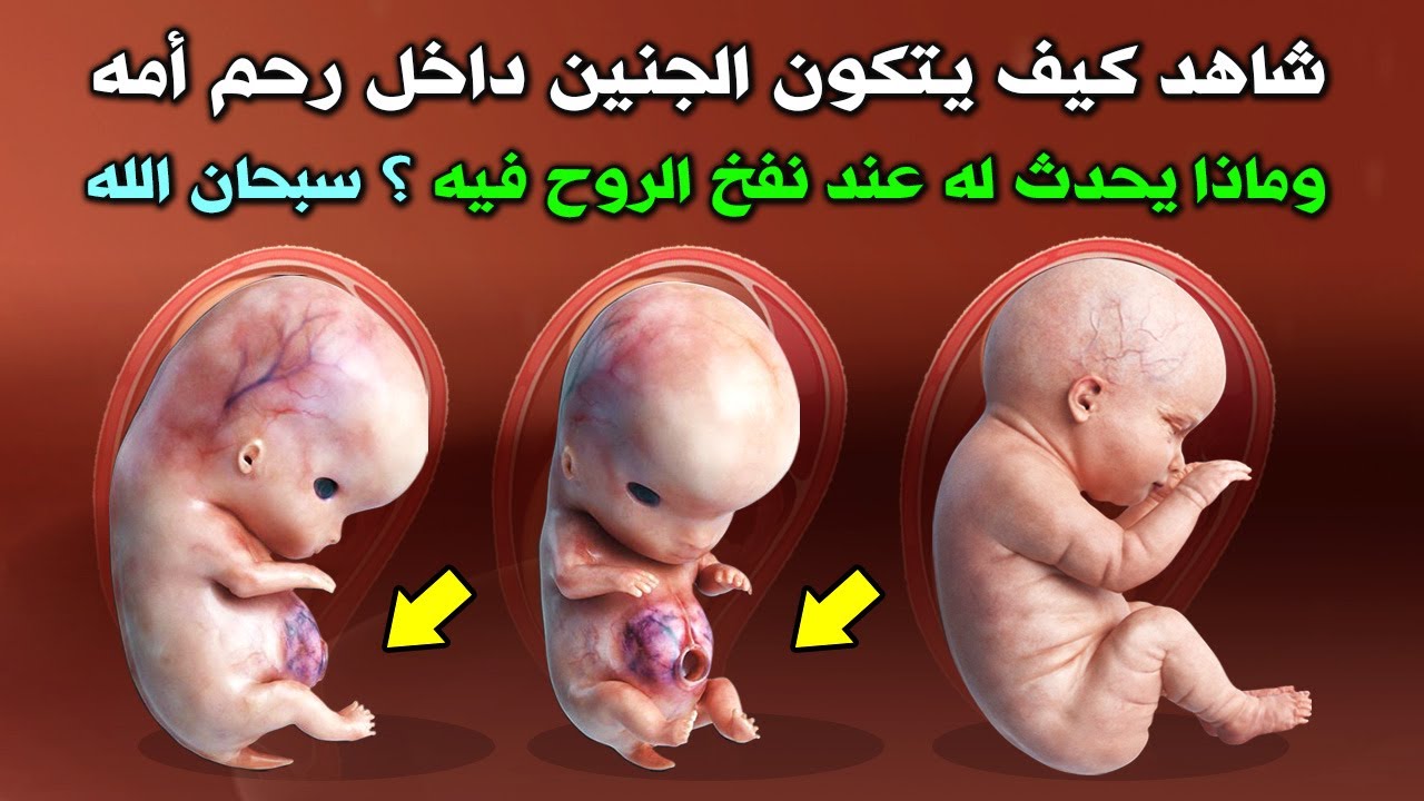 كيف يتكون الجنين داخل رحـ.ـم أمه ؟ وكيف ينفخ فيه الروح ؟ وماذا يحدث له في الشهر الرابع ؟ سبحان كيف يتكون الجنين داخل رحـ.ـم أمه ؟ وكيف ينفخ فيه الروح ؟ وماذا يحدث له في الشهر الرابع ؟ سبحان