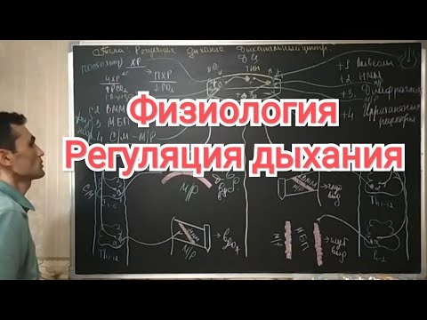 Физиология дыхание. Регуляция дыхание. Дыхательный центр