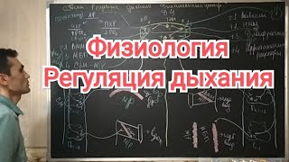 Физиология дыхание. Регуляция дыхание. Дыхательный центр