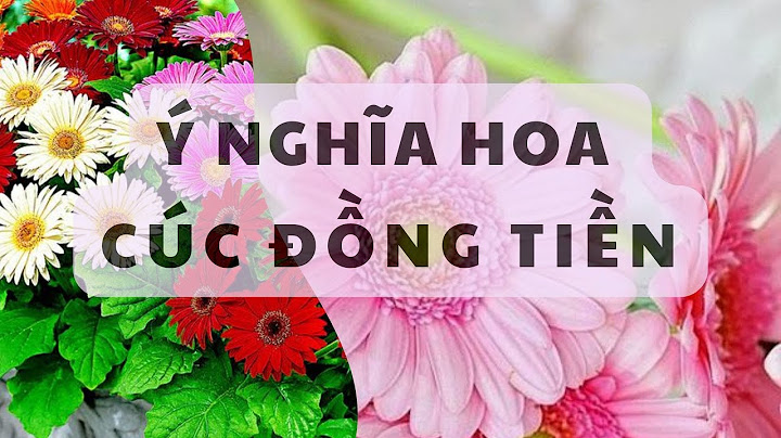 Hoa đồng tiền tên tiếng anh là gì năm 2024