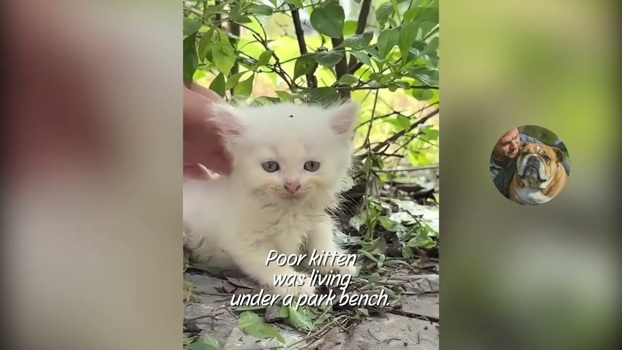 kitten rescue story❤️ | The poor kitten was living under a park bench. 